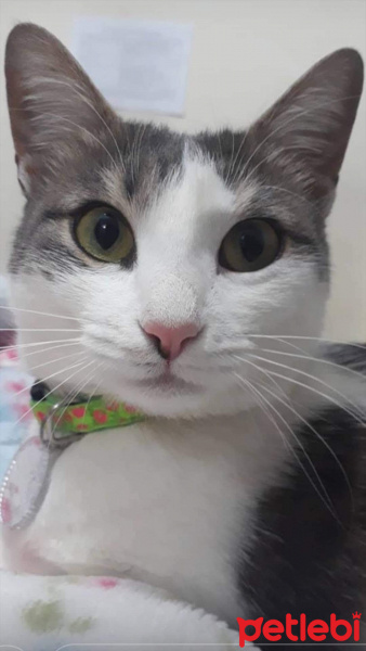 Tekir Kedi, Kedi  Masal fotoğrafı