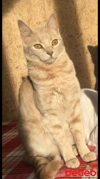 Tekir Kedi, Kedi  Çarıçın fotoğrafı