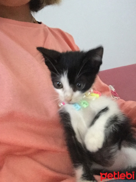 Tekir Kedi, Kedi  Beyaz leke fotoğrafı