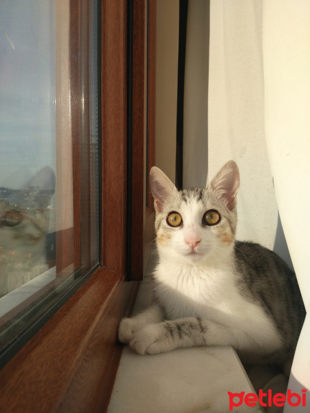Tekir Kedi, Kedi  Şila fotoğrafı