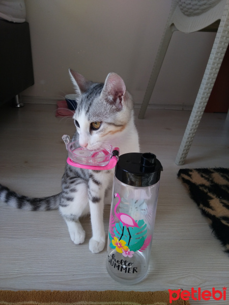 Tekir Kedi, Kedi  Şila fotoğrafı