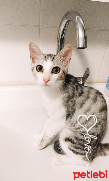 Tekir Kedi, Kedi  Şila fotoğrafı