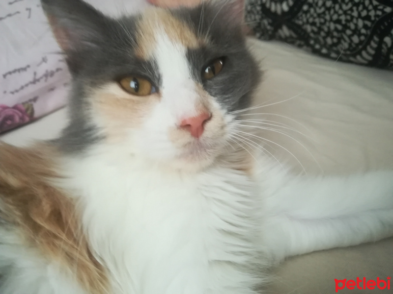 Chinchilla, Kedi  Sansar fotoğrafı