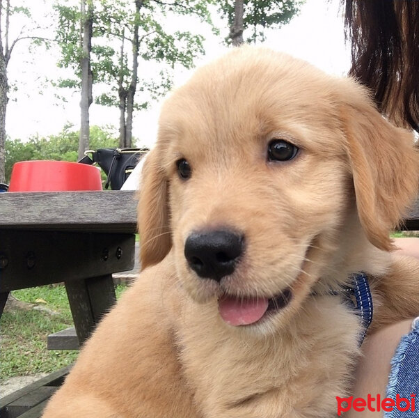 Golden Retriever, Köpek  Leydi fotoğrafı