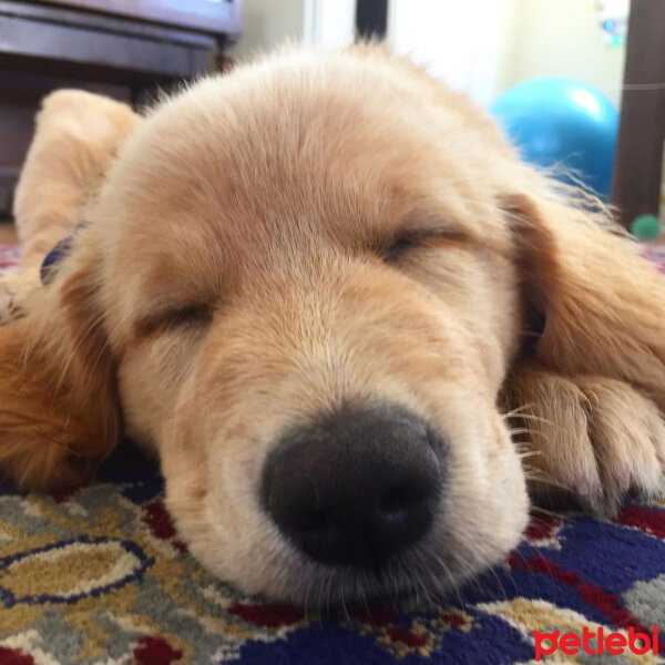 Golden Retriever, Köpek  Leydi fotoğrafı