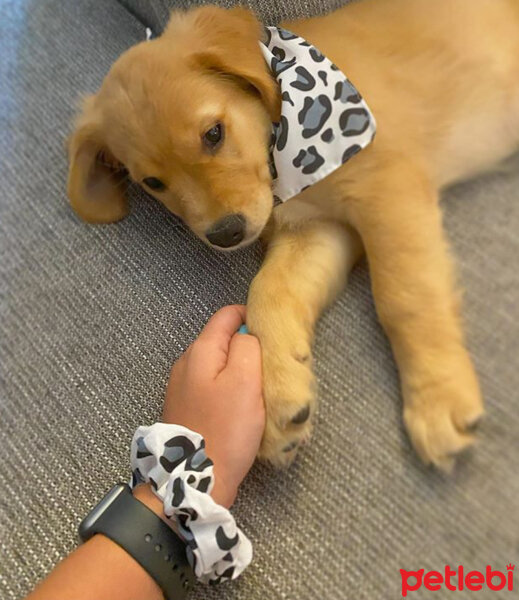 Golden Retriever, Köpek  Leydi fotoğrafı