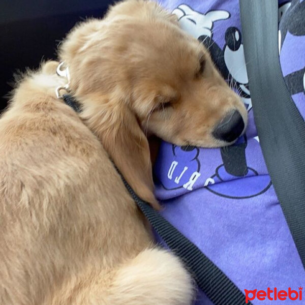 Golden Retriever, Köpek  Leydi fotoğrafı