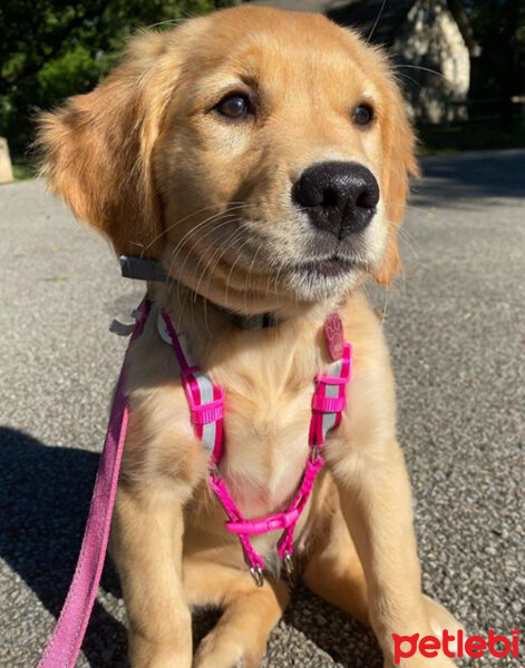 Golden Retriever, Köpek  Leydi fotoğrafı