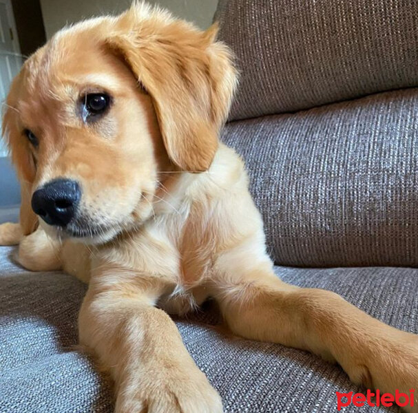 Golden Retriever, Köpek  Leydi fotoğrafı