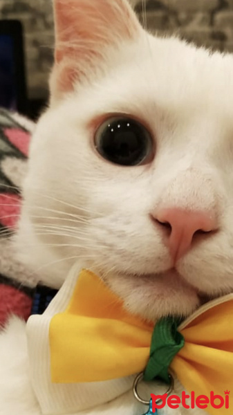 Van Kedisi, Kedi  Boncuk Bey fotoğrafı
