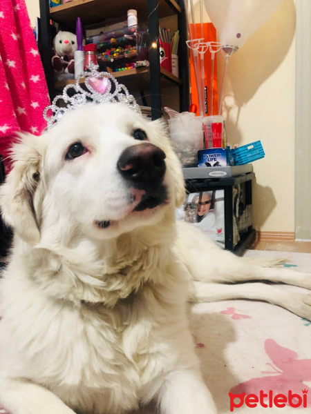 Golden Retriever, Köpek  roma fotoğrafı