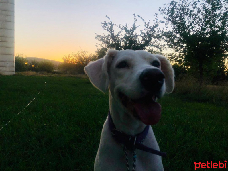 Golden Retriever, Köpek  roma fotoğrafı