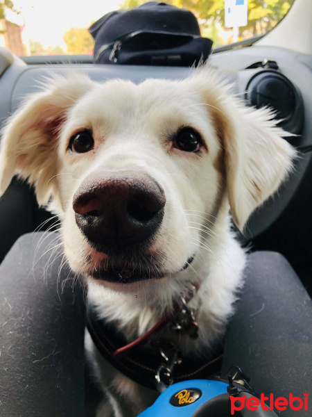 Golden Retriever, Köpek  roma fotoğrafı