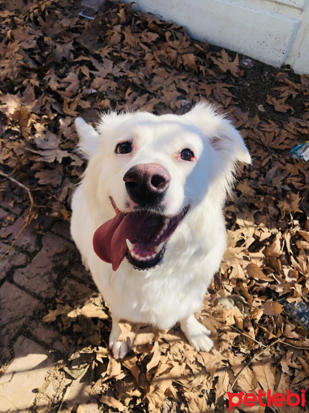 Golden Retriever, Köpek  roma fotoğrafı