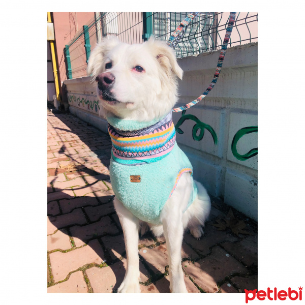 Golden Retriever, Köpek  roma fotoğrafı