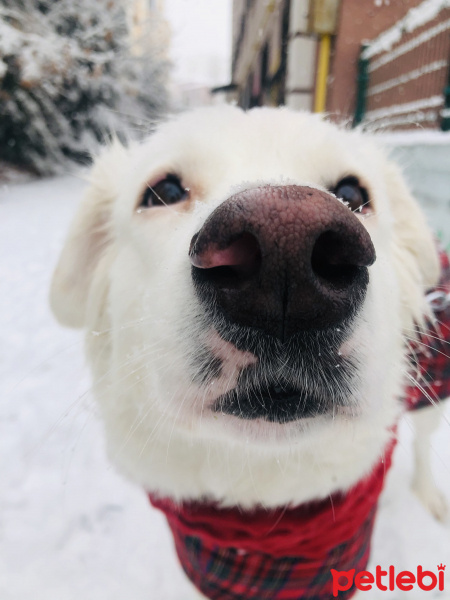 Golden Retriever, Köpek  roma fotoğrafı