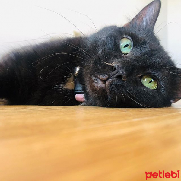 Bombay, Kedi  kömür fotoğrafı