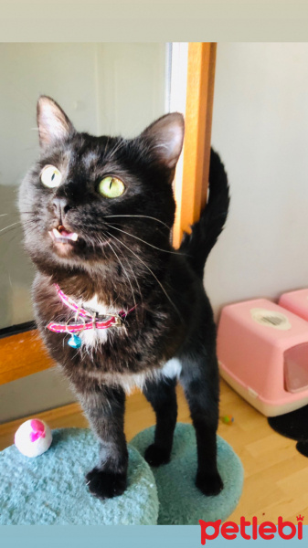 Bombay, Kedi  kömür fotoğrafı