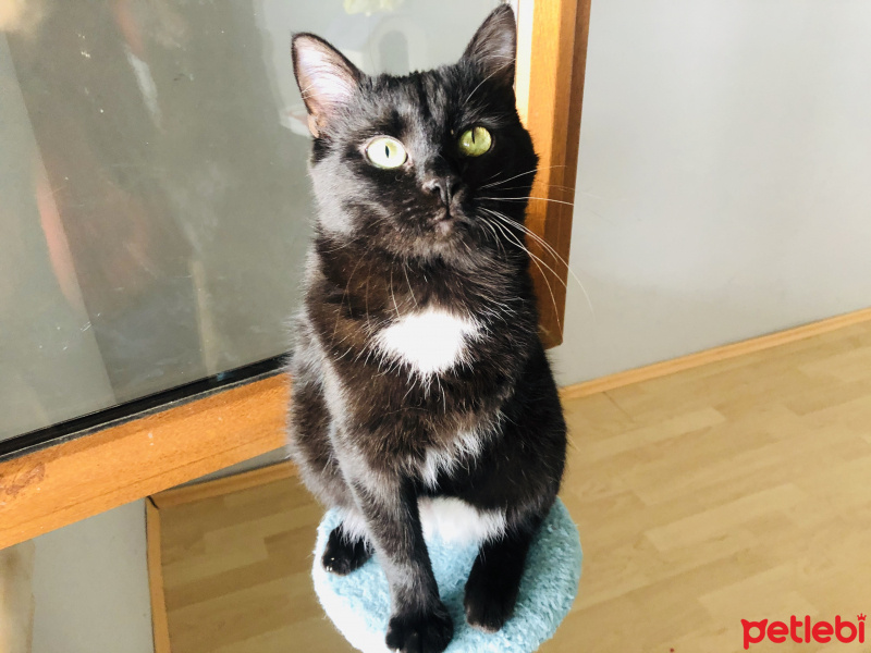 Bombay, Kedi  kömür fotoğrafı