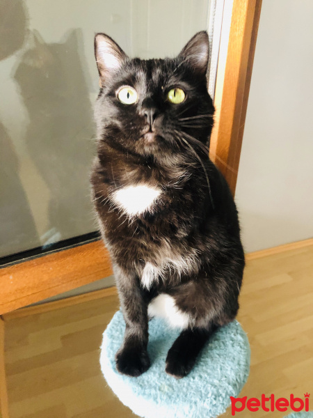 Bombay, Kedi  kömür fotoğrafı