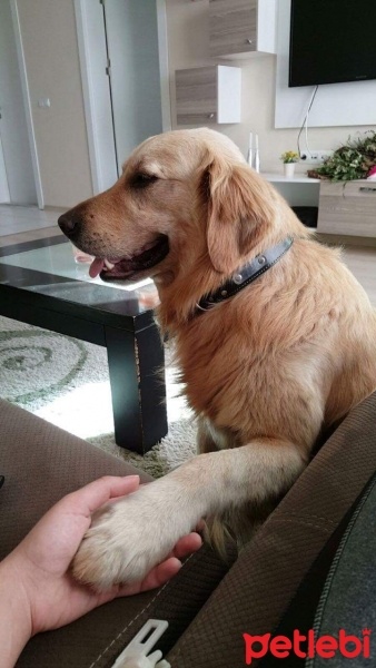 Golden Retriever, Köpek  toprak fotoğrafı