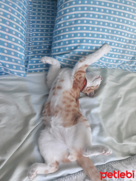 Sarman, Kedi  Tarçın fotoğrafı