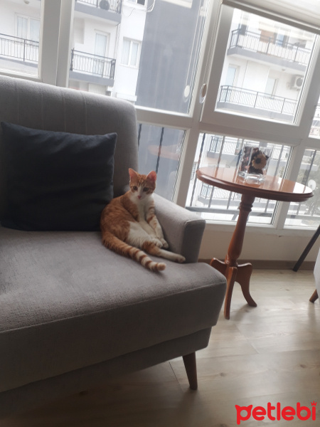 Sarman, Kedi  Tarçın fotoğrafı