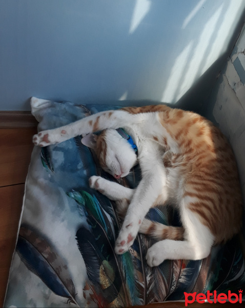 Sarman, Kedi  Tarçın fotoğrafı