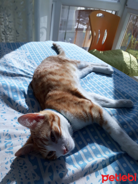 Sarman, Kedi  Tarçın fotoğrafı