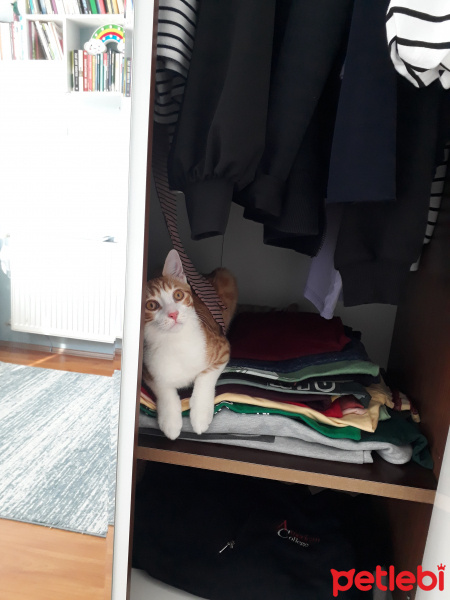 Sarman, Kedi  Tarçın fotoğrafı