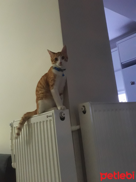 Sarman, Kedi  Tarçın fotoğrafı
