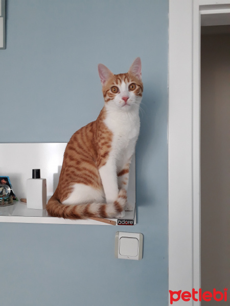 Sarman, Kedi  Tarçın fotoğrafı