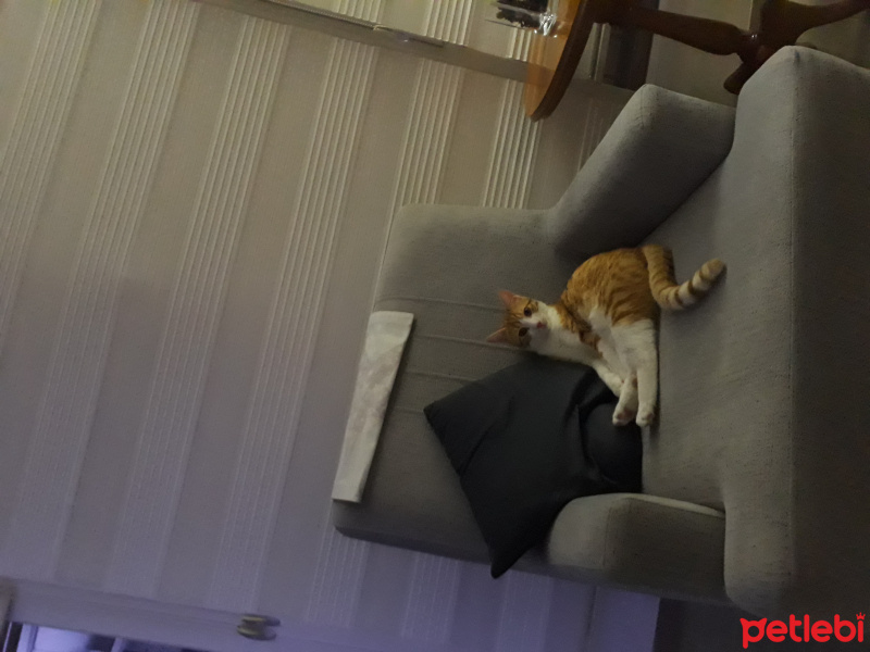 Sarman, Kedi  Tarçın fotoğrafı