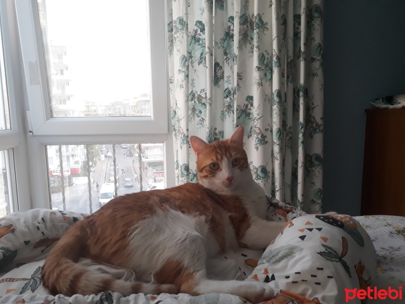 Sarman, Kedi  Tarçın fotoğrafı
