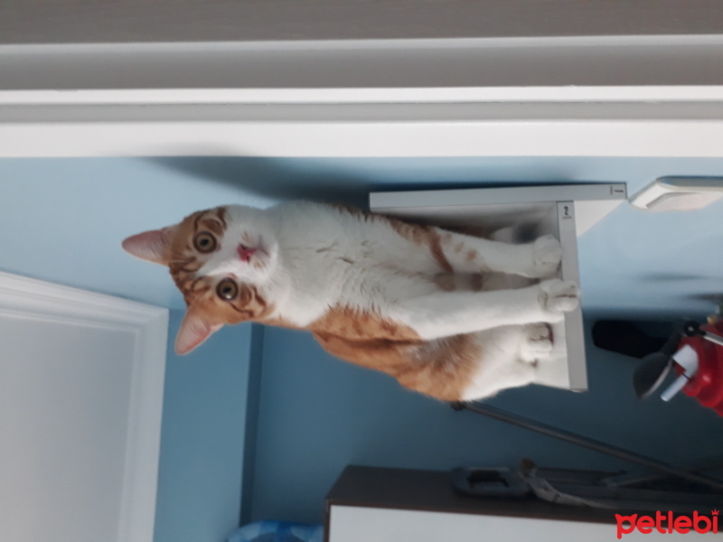 Sarman, Kedi  Tarçın fotoğrafı