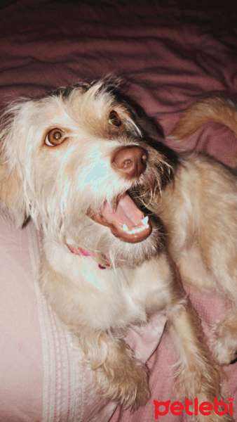 Maltese, Köpek  Daisy fotoğrafı