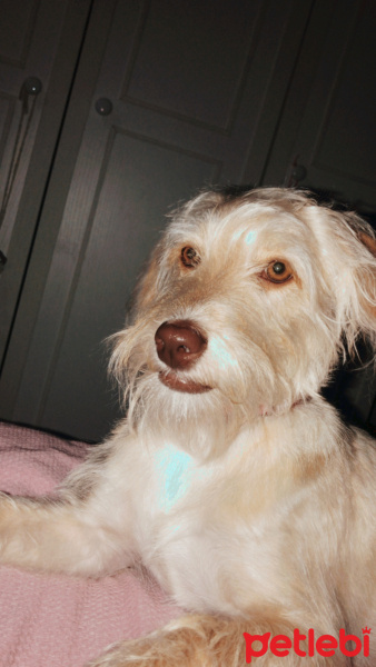 Maltese, Köpek  Daisy fotoğrafı