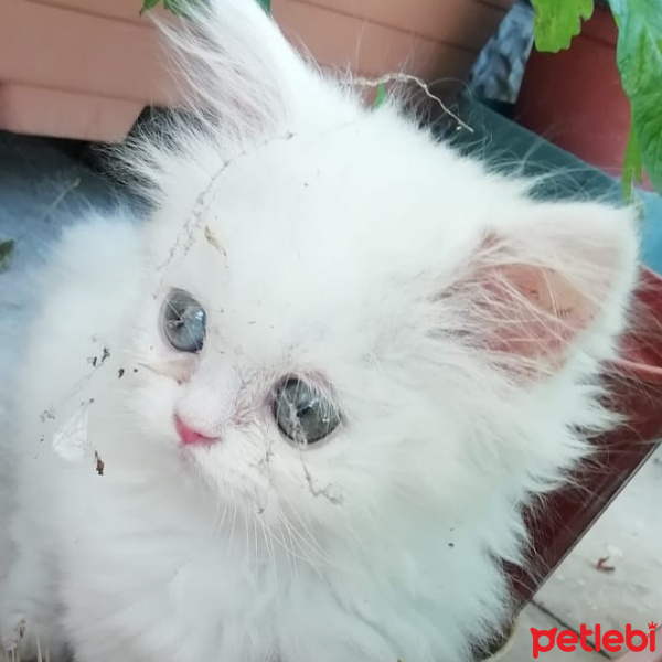 Chinchilla, Kedi  Yuta fotoğrafı