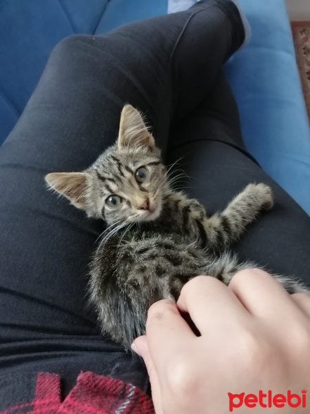 Tekir Kedi, Kedi  Pastel fotoğrafı