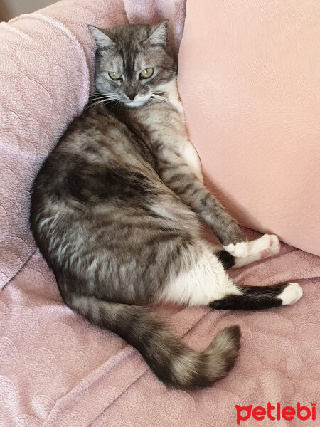 British Shorthair, Kedi  Lokum fotoğrafı