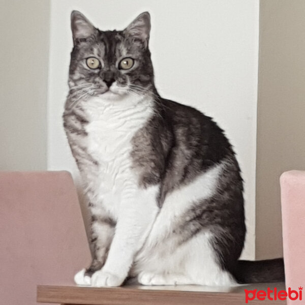 British Shorthair, Kedi  Lokum fotoğrafı