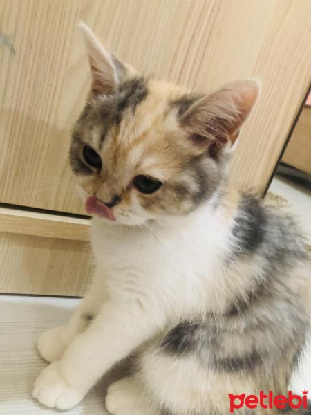 British Shorthair, Kedi  Mia fotoğrafı