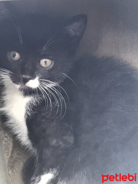 Tuxedo (Smokin) Kedi, Kedi  Hera fotoğrafı