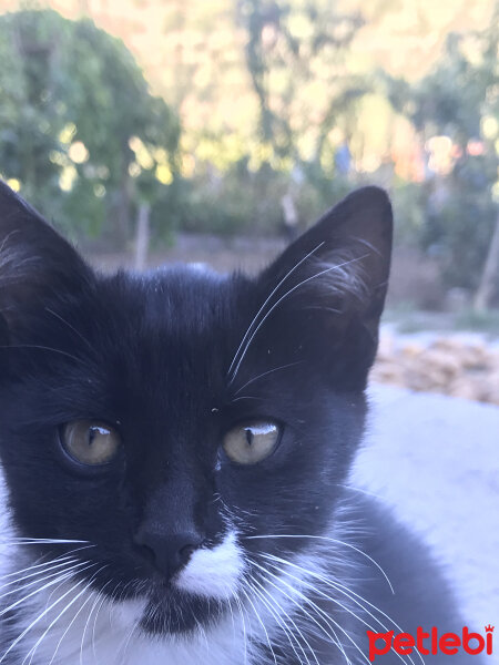 Tuxedo (Smokin) Kedi, Kedi  Hera fotoğrafı