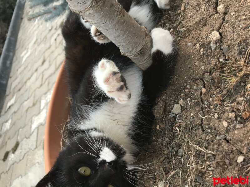 Tuxedo (Smokin) Kedi, Kedi  Hera fotoğrafı