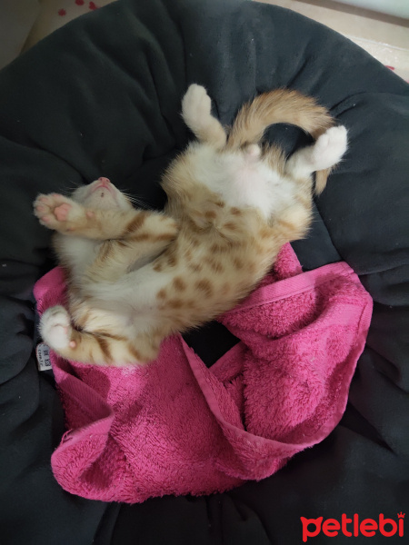 Tekir Kedi, Kedi  İrmik fotoğrafı