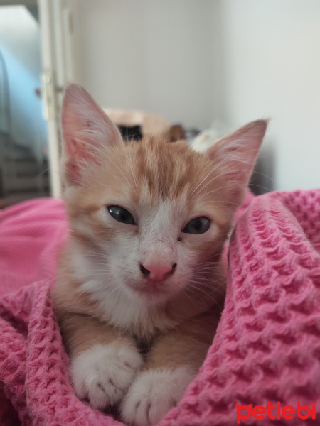 Tekir Kedi, Kedi  İrmik fotoğrafı