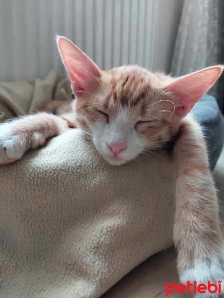 Tekir Kedi, Kedi  İrmik fotoğrafı