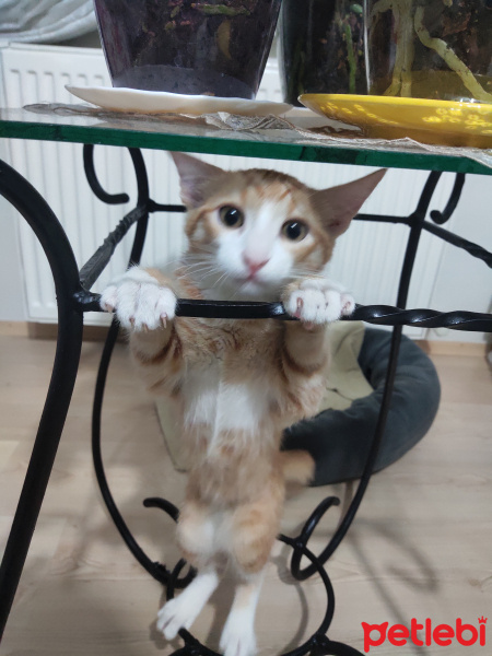 Tekir Kedi, Kedi  İrmik fotoğrafı