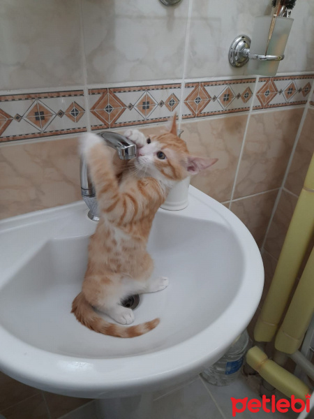 Tekir Kedi, Kedi  İrmik fotoğrafı